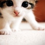 Turns Out the Web Is Good for Something Other Than Kitten Videos.